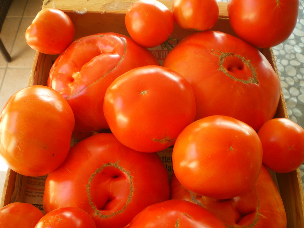 tomate1.JPG