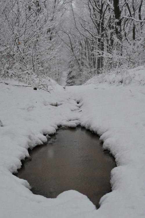 neige février 2018-7541.jpg