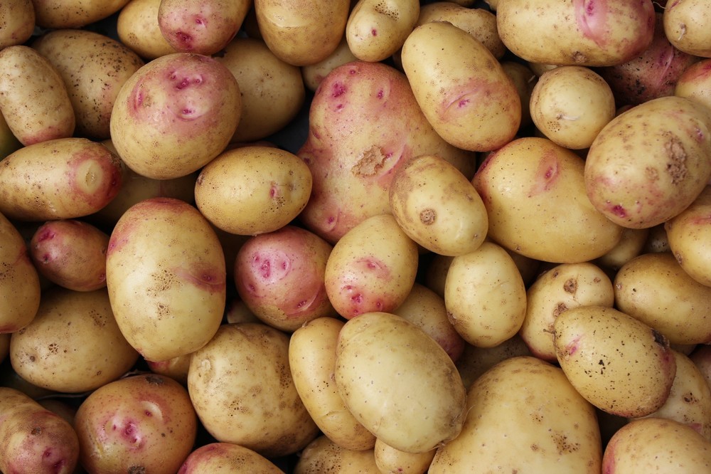 Patates Carolus.JPG
