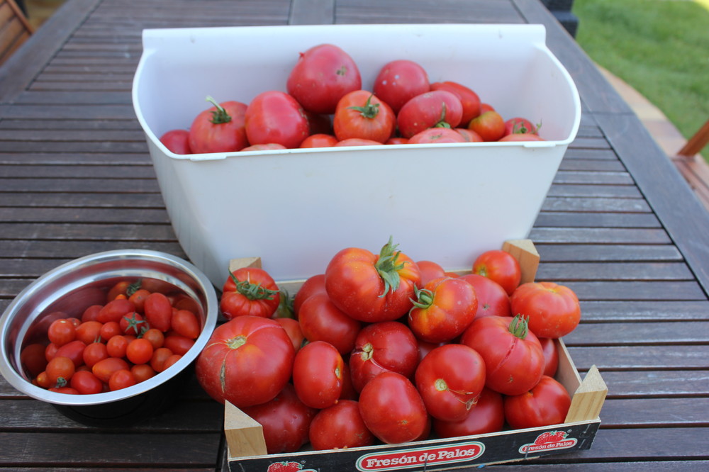 Récolte tomates 4 septembre.JPG