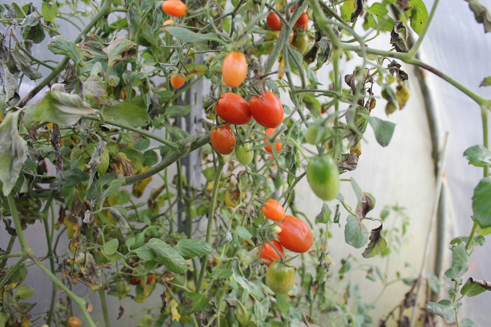 Tomates serre 12 novembre 2019 (2).JPG