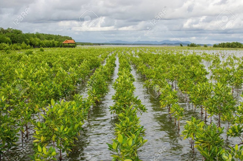 802276092_75200653-zone-de-projet-de-plantation-de-mangrove-en-thalande-pour-prserver-la-fort-de-mangrove.thumb.jpg.12bad101775fca780c86cfa675d871eb.jpg