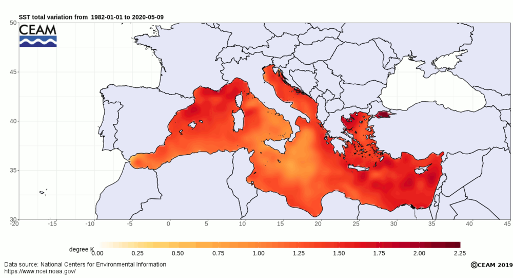 SST-NCEI-Mediterranean-map-global-daily-trend.thumb.png.c54439a522cdc618c33f2a0d4caf4420.png