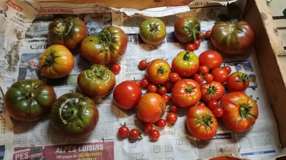 Tomates.thumb.jpg.f02441f1cea512c45166f2fd8a2c8e7f.jpg