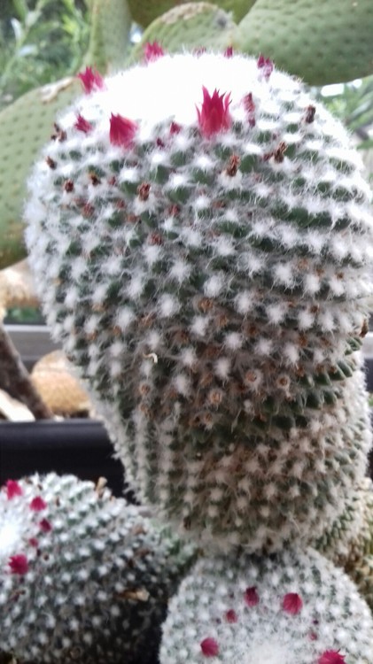 cactus.thumb.jpg.24b6585c3d5d38840e35e7edafd93b41.jpg