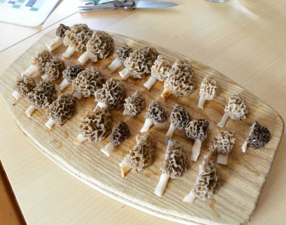 morilles.jpg