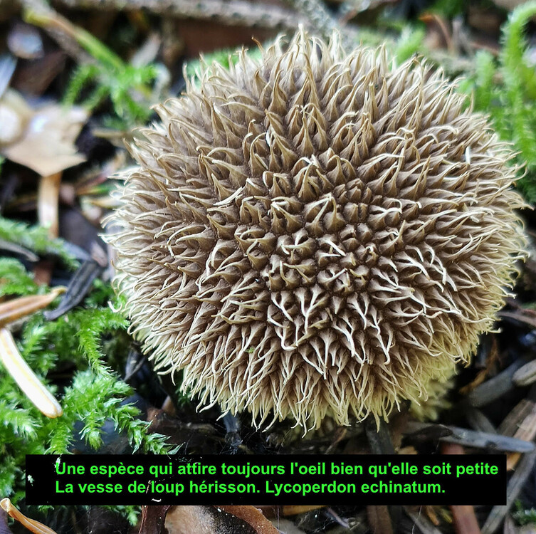 Lycoperdon_echinatum.jpg