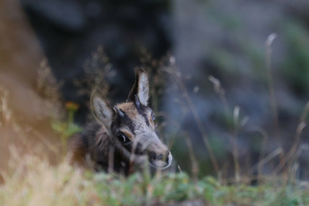 MD_2021_09_18_13_Chamois.thumb.JPG.c49cf8fe426d39535b20048f39bc8ccf.JPG