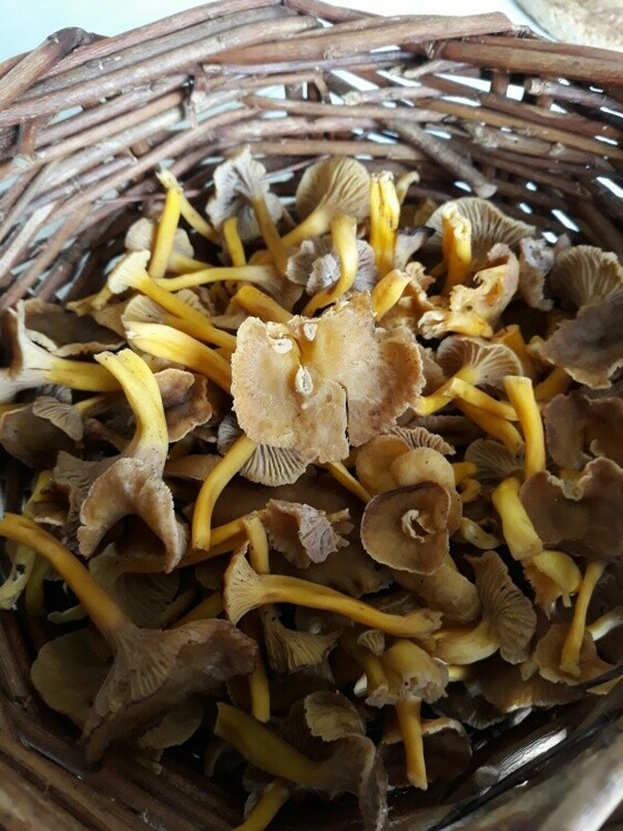 chanterelles.thumb.jpg.da5cfa8bba7460fff7c1ec10347aaf55.jpg