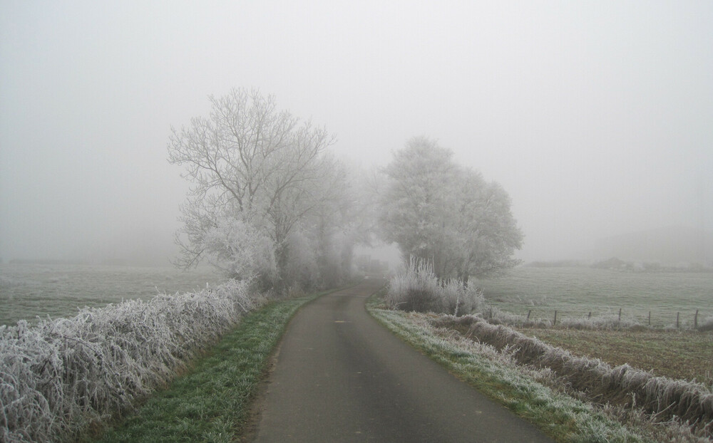 givre15janv22_1.thumb.JPG.78dbc9bfab86ad9c86a75f0984b8016b.JPG