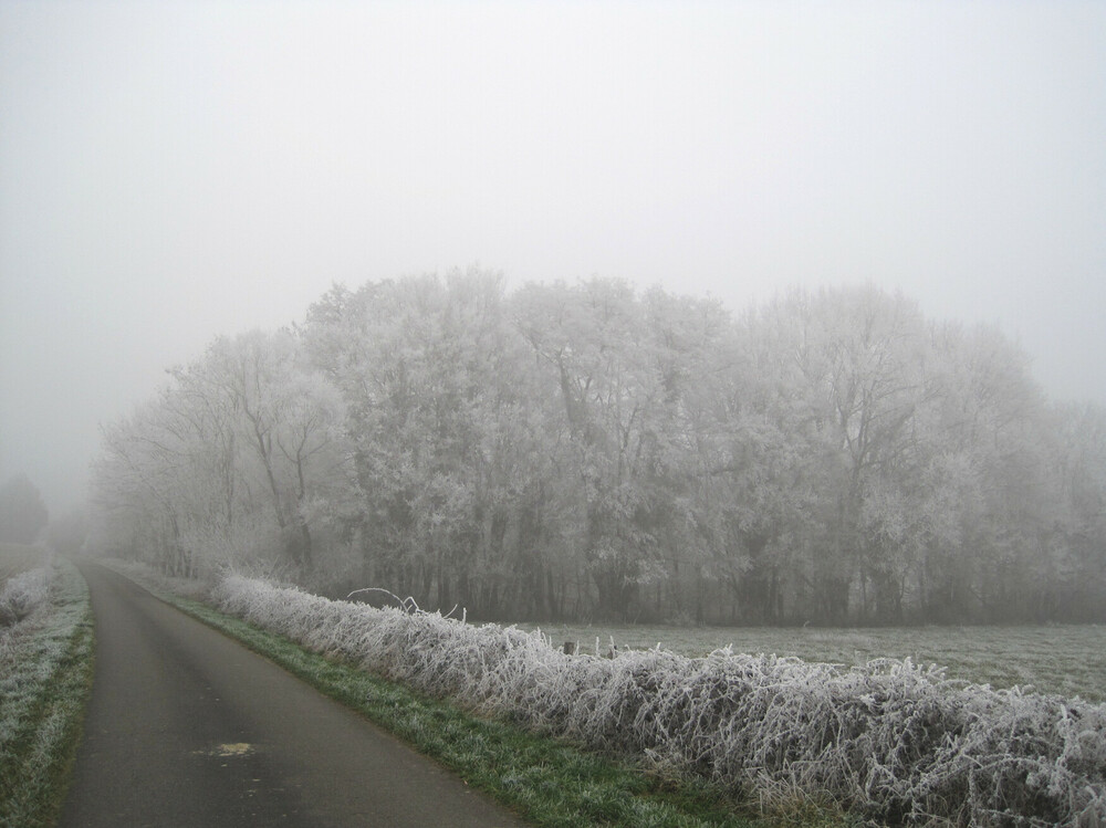 givre15janv22_2.thumb.JPG.3166c878e2587d8cdf9ff875a7754160.JPG