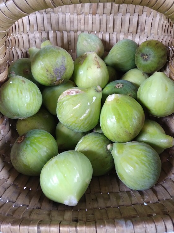 figues.thumb.jpg.bb564cf46ce89a1939328319af125e82.jpg