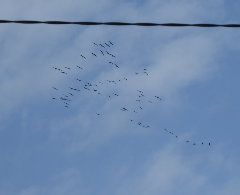 grues_bdl_2022_10_28.png.394c70bdca33afb22803b0c5c1040c72.png