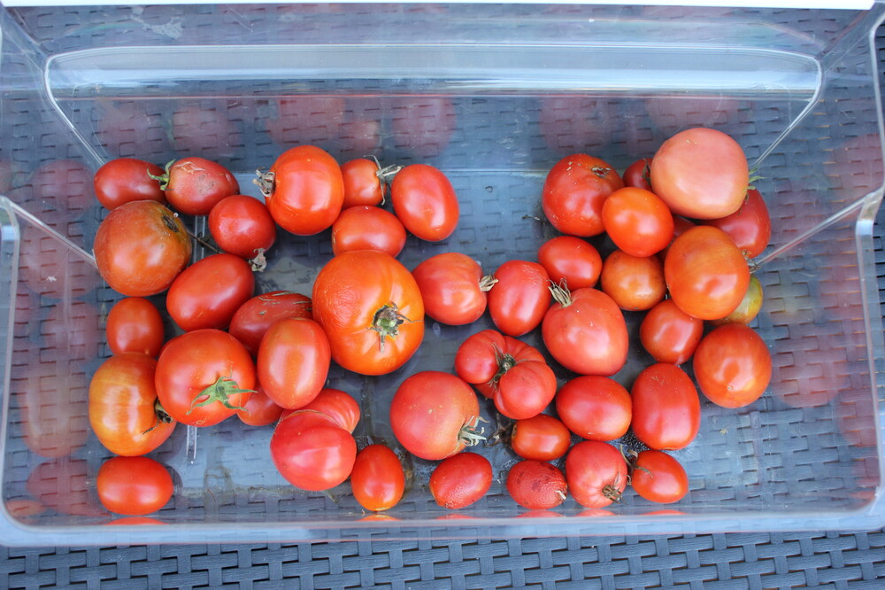 Tomates de novembre (2).JPG