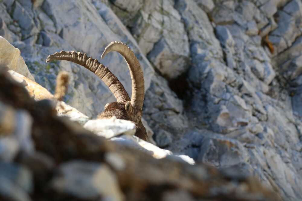 509709836_Vanoise_2022_10_217a_Bouq(1).thumb.JPG.b146905378c1f7f66f5e7bb1f9f2c7bf.JPG