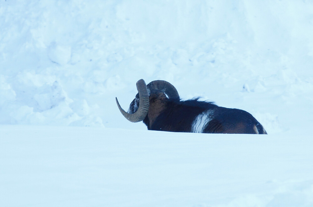 MD_2021_01_311aaa_Mouflon.thumb.jpg.484e2c8c05dbf321ff41cf9b2e4e0636.jpg