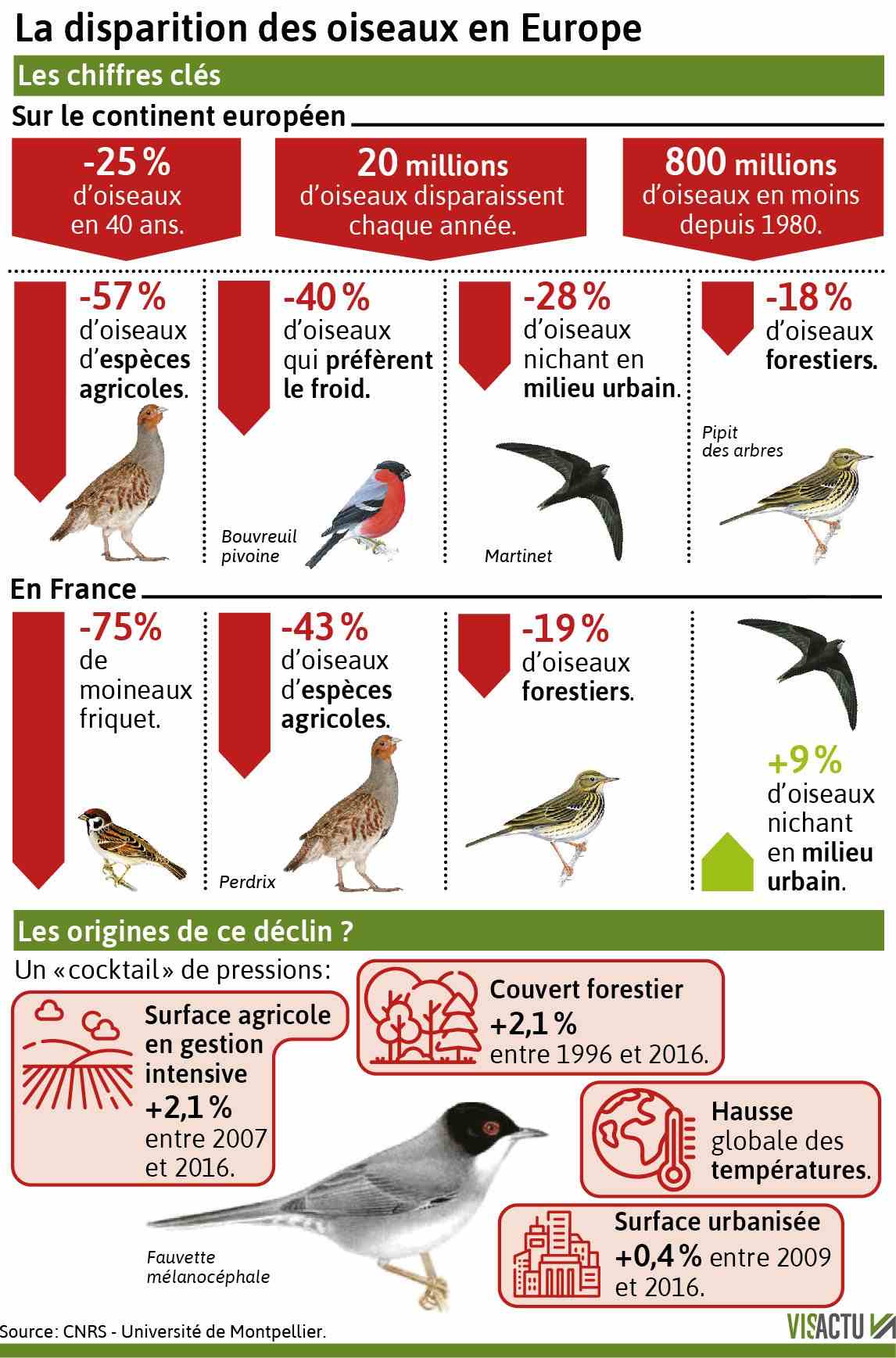 Disparition des oiseaux en Europe - Météo, environnement et