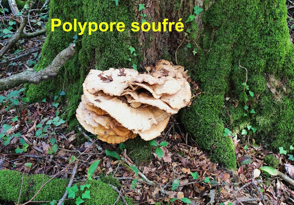 Laetiporus_sulphureus.jpg