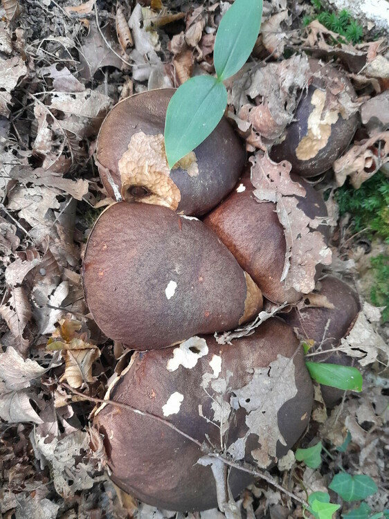 Boletus_aereus.jpg