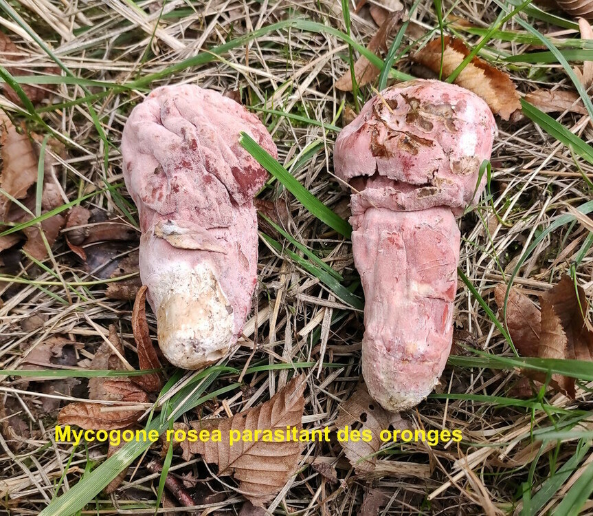 Mycogonerosea.thumb.jpg.21e1ebe46f9f89cb9856d6135e33c35a.jpg