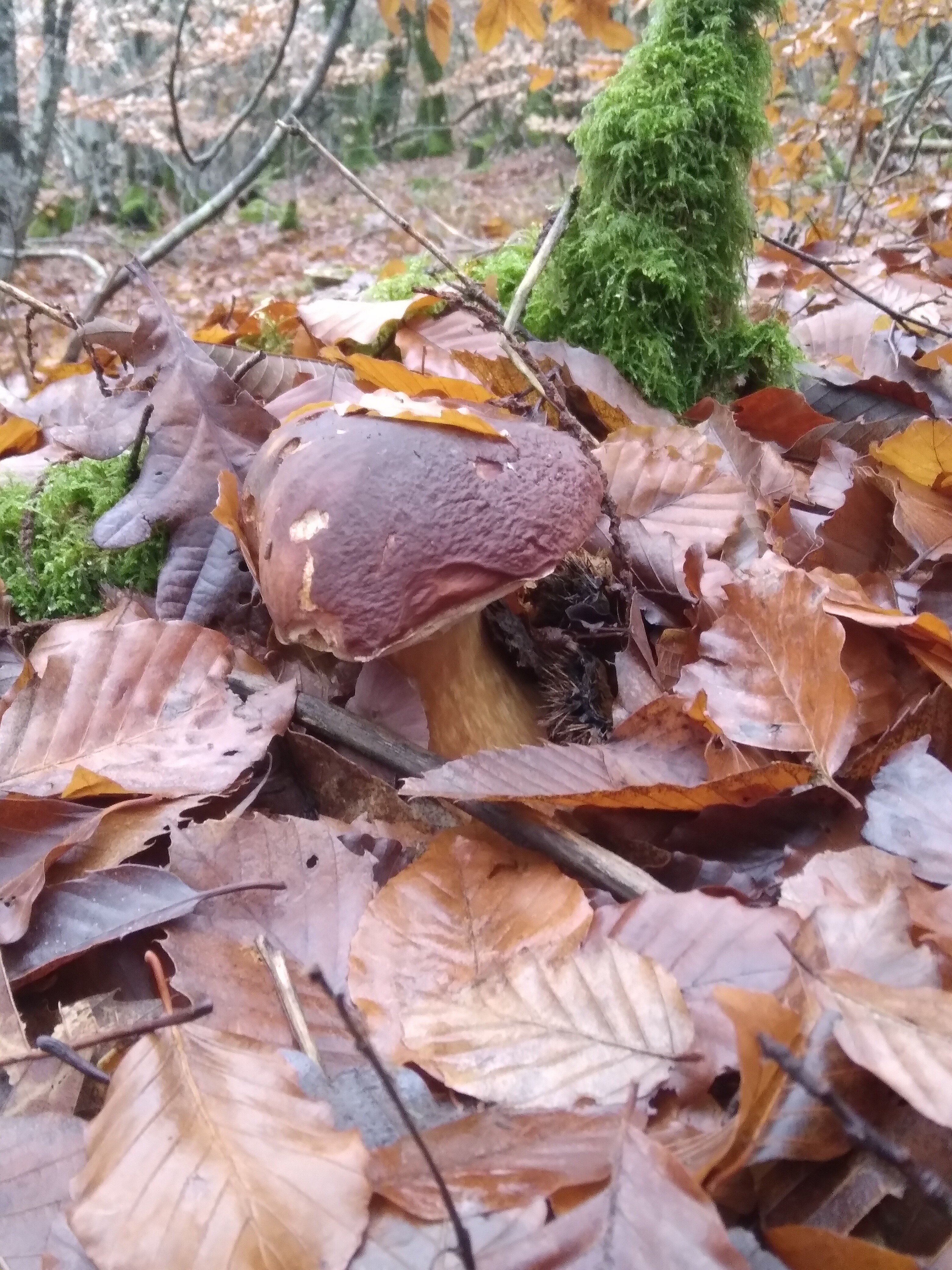 champignon géant, après ses derniers jours de pluie, les ch…