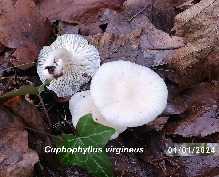 Cuphophyllus_virgineus.jpg