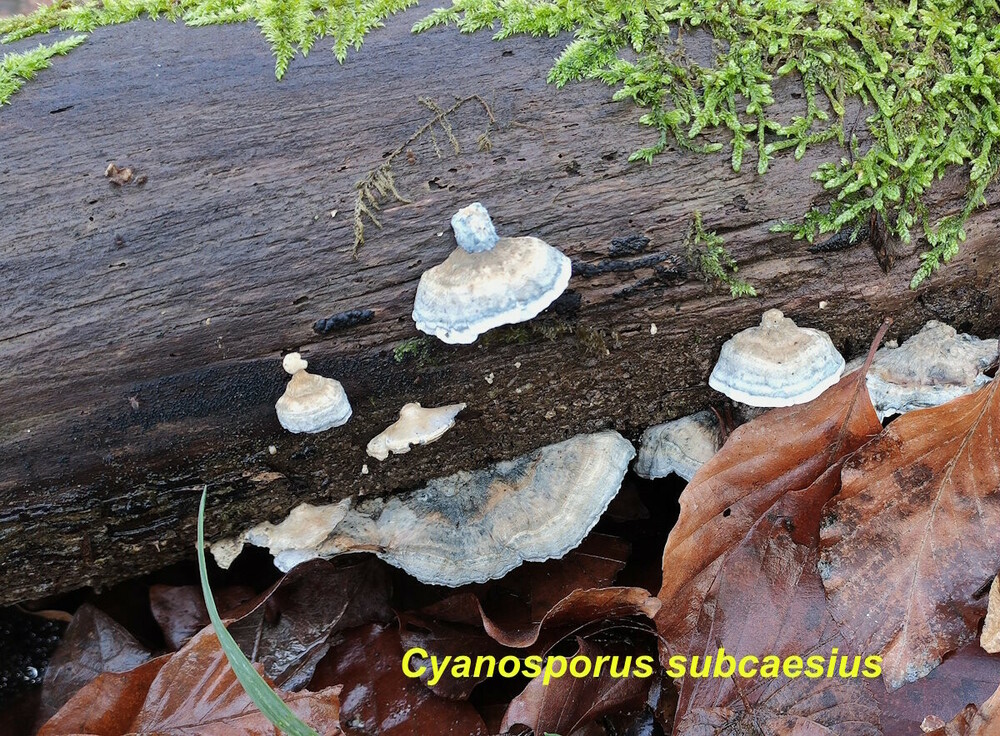 Cyanosporus_subcaesius.jpg
