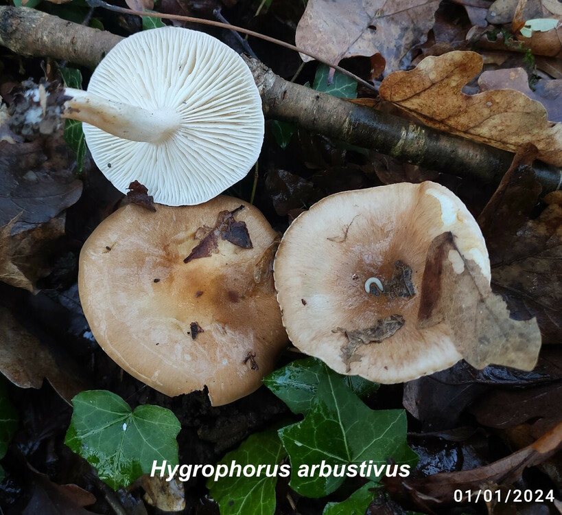 Hygrophorus_arbustivus.jpg
