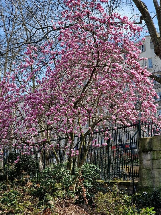 magnolia paris 8 mars.jpg