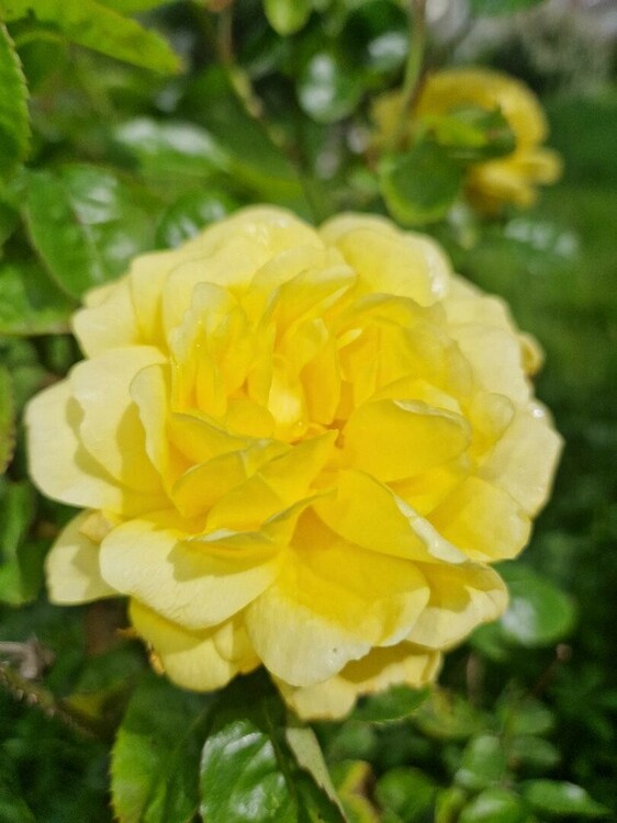 Rose jaune 27 avril.jpg