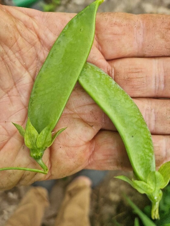 Pois mangetout 15 mai 2024.jpg