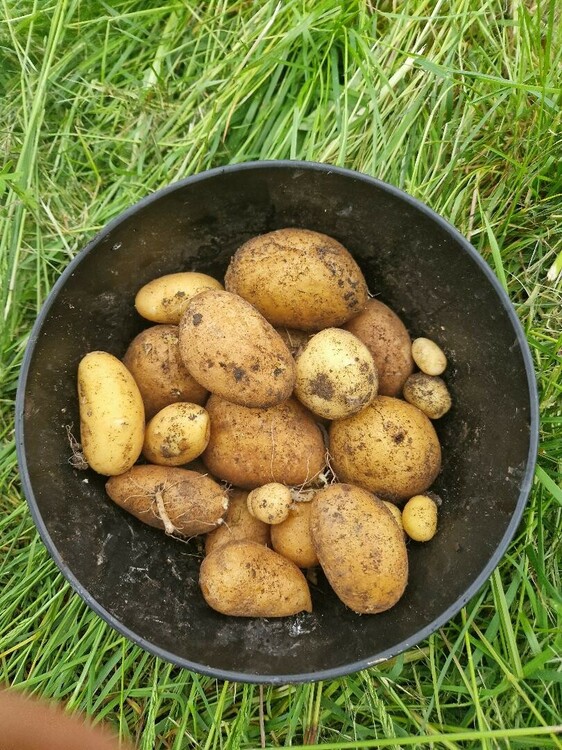 Pommes de terre récolte 12 mai 2024.jpg
