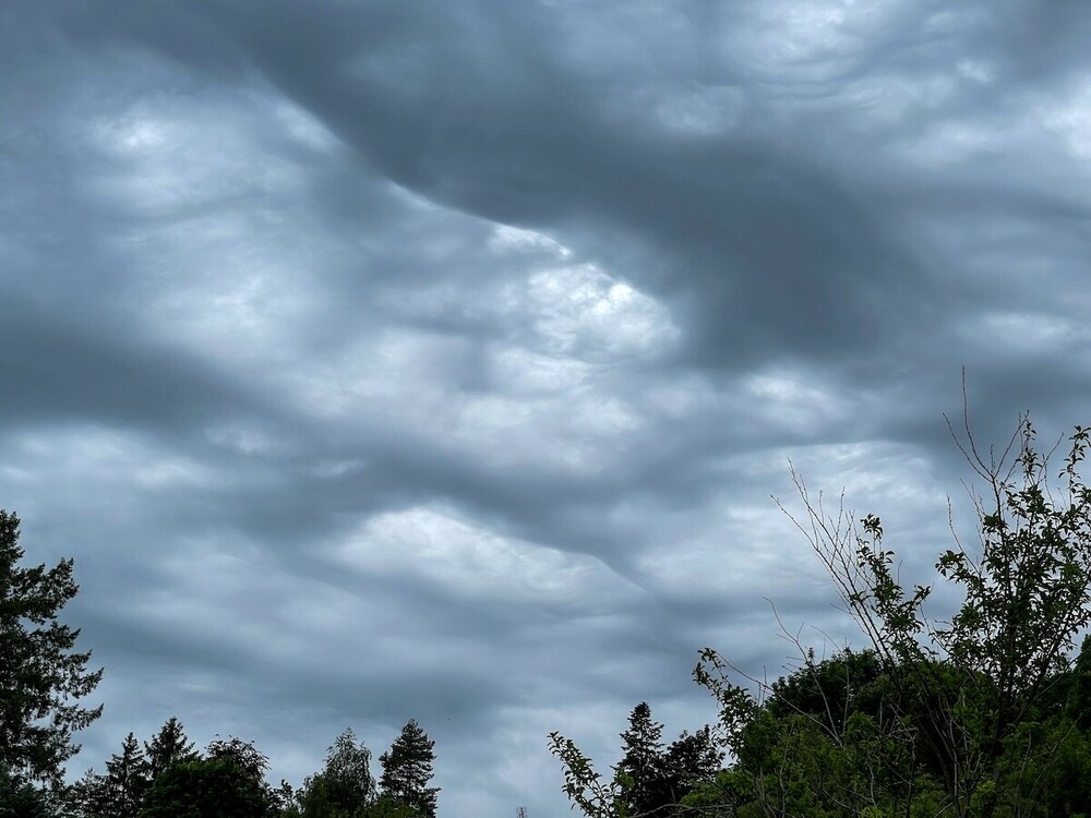 asperatus2.thumb.jpg.bd48561194621859c99f2d9f2cca71a2.jpg