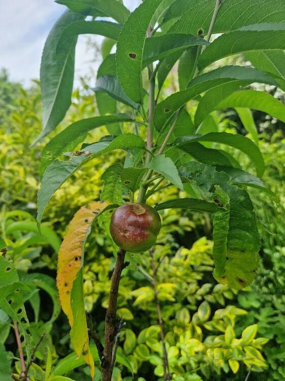 Nectarine 8 juin 2024.jpg