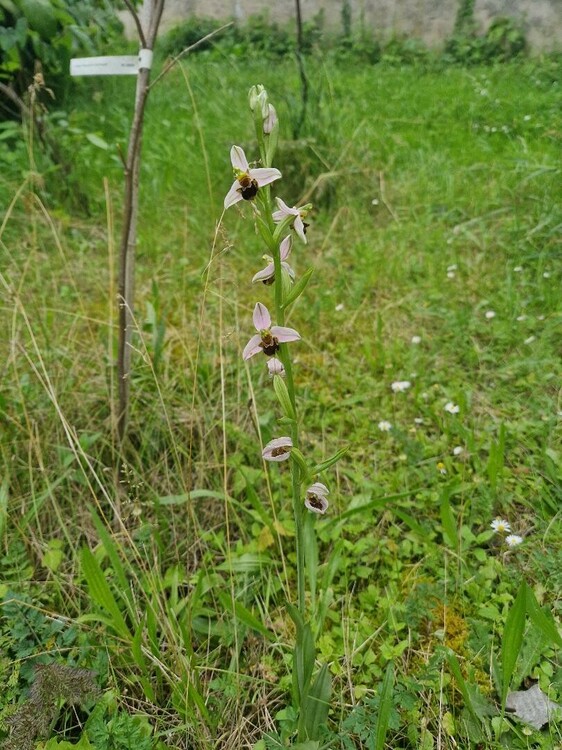 ophrys bourdon.jpg