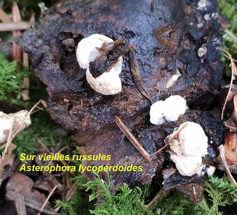 Asterophora_lycoperdoides.thumb.jpg.ac56df0c9128b9a16324d06c13a90f83.jpg