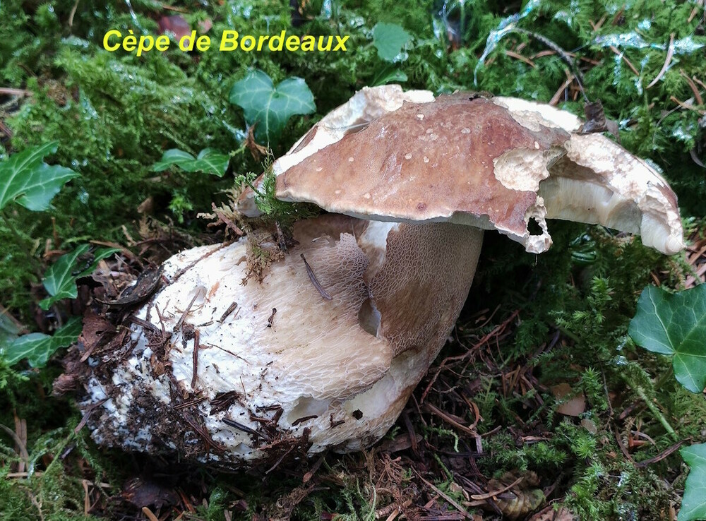 Boletus_edulis.thumb.jpg.81ee49a821872a5e9d6aedd6b4f4d482.jpg