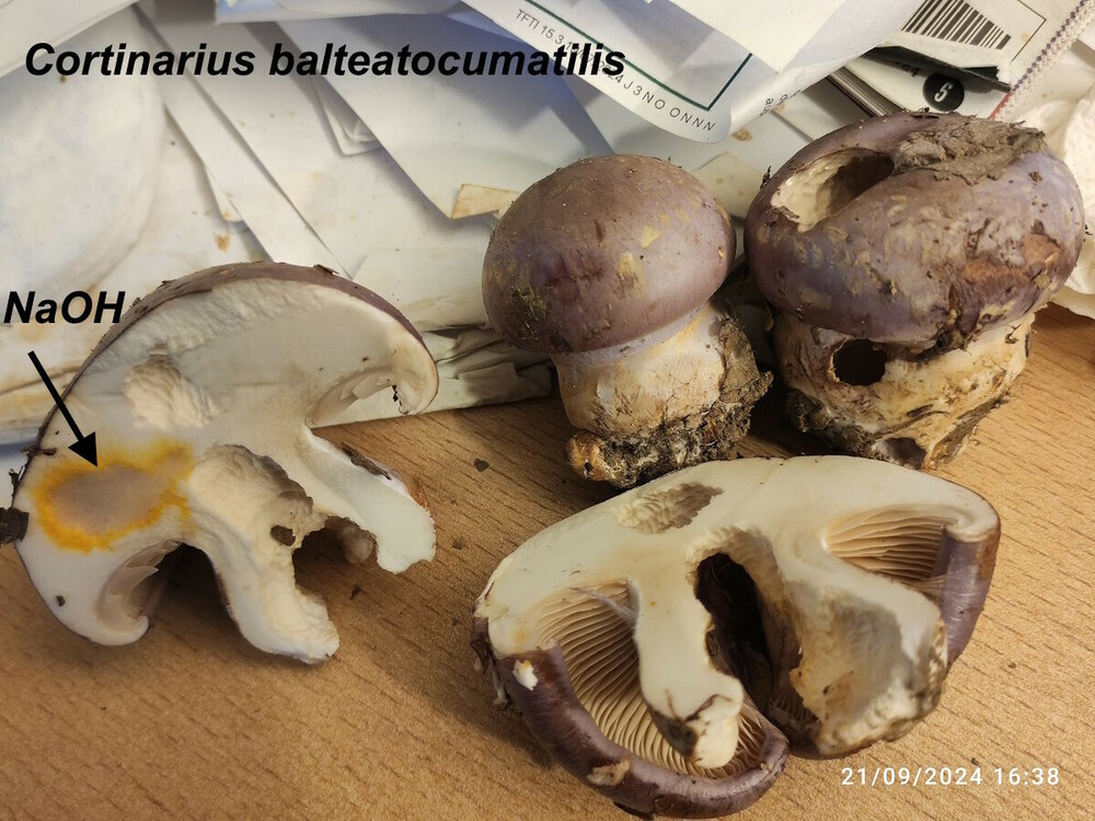 Cortinarius_balteatocumatilis.thumb.jpg.46df1d043ee5ae2d47d4ff0b57557bcd.jpg