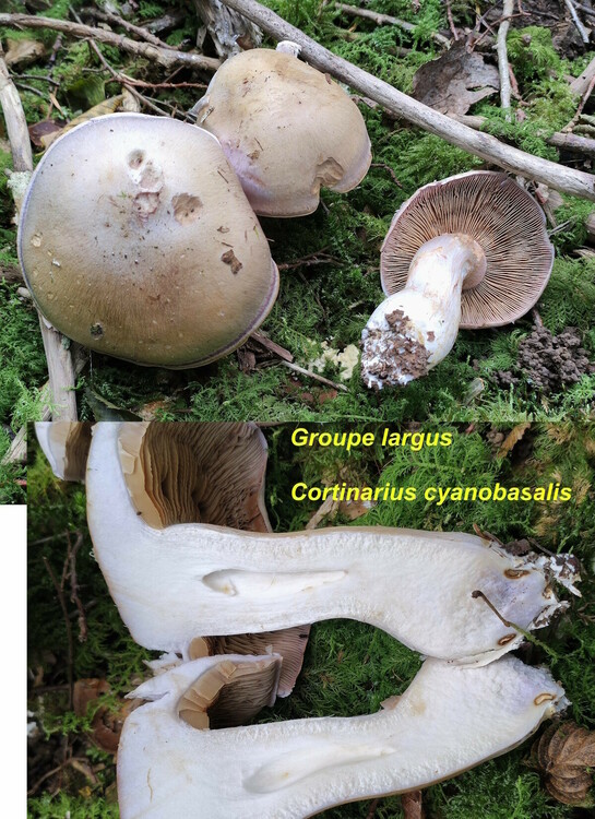 Cortinarius_cyanobasalis.thumb.jpg.c39ad5147892eaa98af8fe980be35f33.jpg