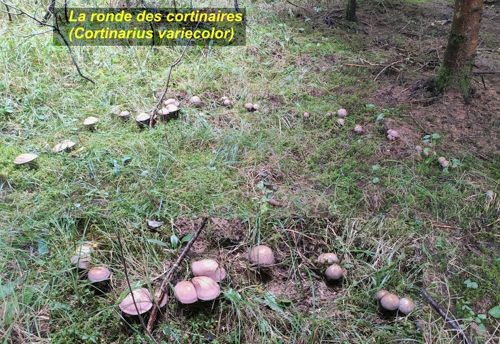 Cortinarius_variecolor.jpg