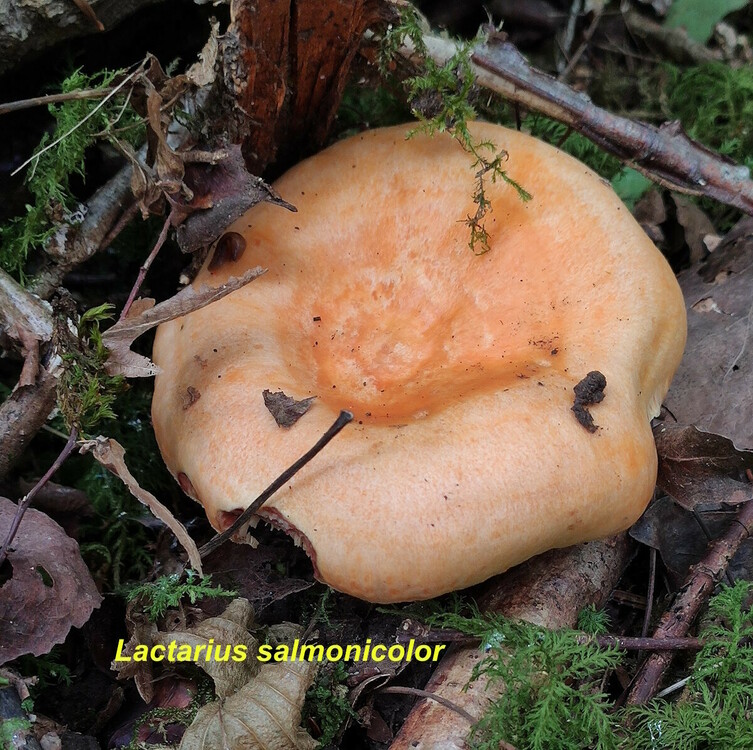 Lactarius_salmonicolor.thumb.jpg.d4a0309e7e16058b037c520559f221ae.jpg