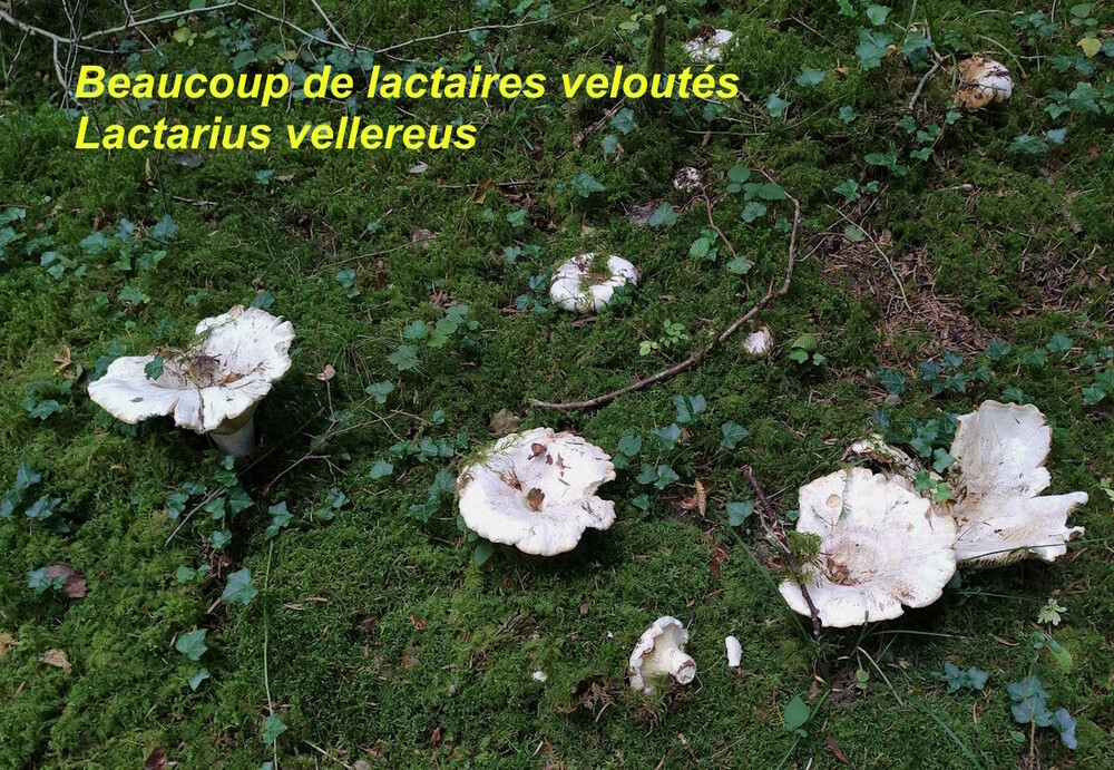 Lactarius_vellereus.thumb.jpg.e70b5e0e324aeb9a6d94a755760460c5.jpg