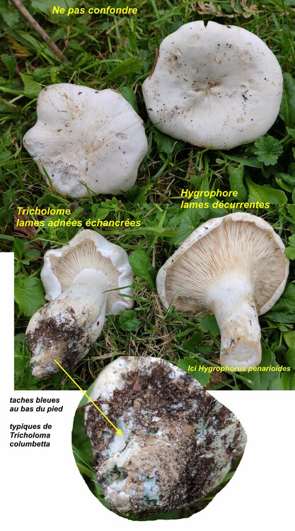 Tricholoma_columbetta_vs_Hygrophorus_penarioides.thumb.jpg.e19a0f15d846083cc8026865bd676ce8.jpg