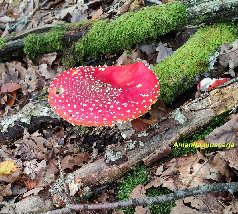 Amanita_muscaria.thumb.jpg.a4d3616956706989a459d68bff8e5c46.jpg