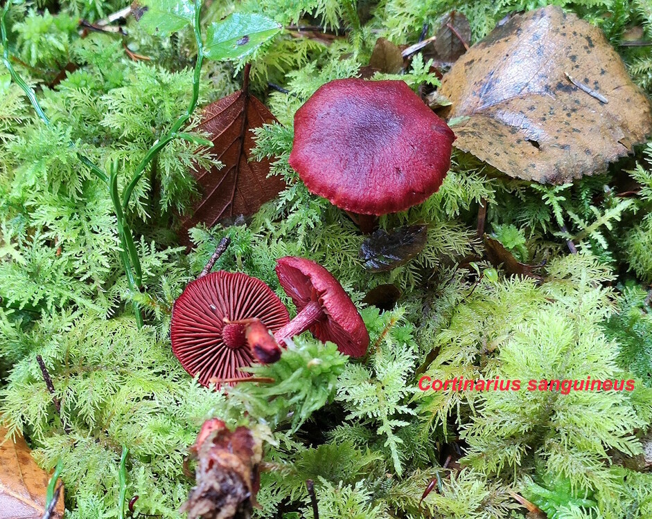 Cortinarius_sanguineus.thumb.jpg.7791c946dee44a99af347a48242034c4.jpg