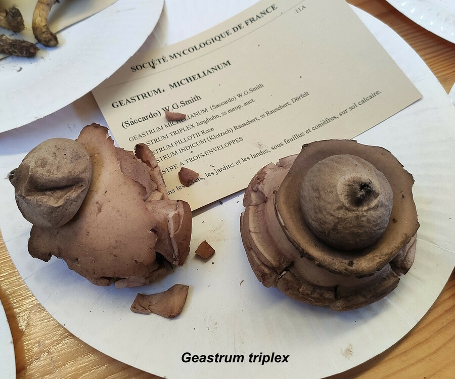 Geastrum_triplex.thumb.jpg.14e7c21629d40a84d05f9e118ba680f7.jpg