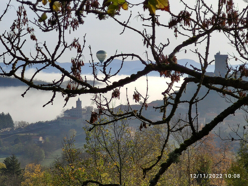 Sur_un_arbre_perch_Polignac2022.thumb.jpg.38839a6de1785878f280a2cb766204df.jpg