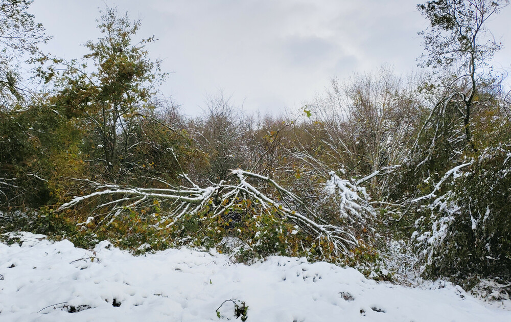 De gros dégats sur la végétation, ici les branches de  ce jeune chêne et de saules littéralement broyé par le poid de la neige et surtout aggravé par l'action du vent.