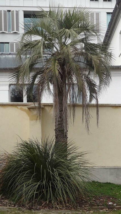 butia-yatay_jardin-des-plantes_48.84448-2.35647_20230315.jpg