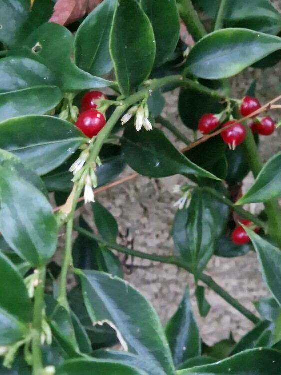 Sarcococca 5 janvier 2025.jpg